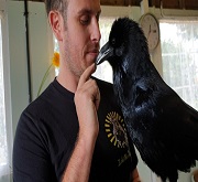 Corvo imperiale (Corvus corax) addomesticato