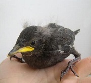 Corvo comune (Corvus frugilegus) nidiaceo