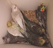 Giovani di calopsitta (Nymphicus hollandicus)
