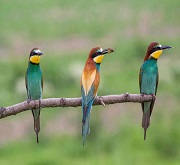 Gruccioni in gruppo (Merops apiaster)