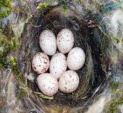 Nido e uova di cinciallegra (Parus major)