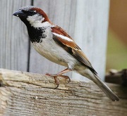 Passero (Passer domesticus)