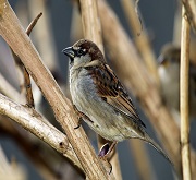 Passero (Passer domesticus)