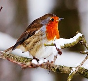Un pettirosso (Erithacus rubecula) sfida l'inverno