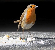 Pettirosso becca molliche di pane