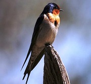 Una rondine - Hirundo rustuca