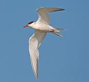 Volo di una Sterna Comune (Sterna hirundo)