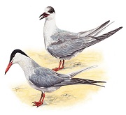 Sterna comune (Sterna hirundo)