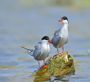 Due Sterne comuni (Sterna hirundo)